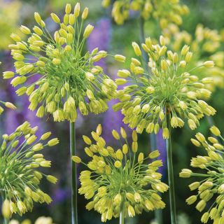 Yellow Fantasy Allium Thumbnail